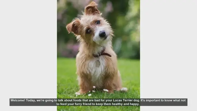 Video thumbnail for Foods to Avoid Feeding Your Lucas Terrier
