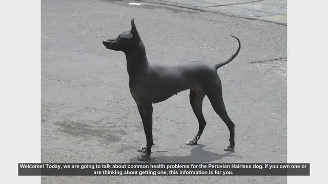 Video thumbnail for Common Health Problems in Peruvian Hairless Dogs: What You Need to Know