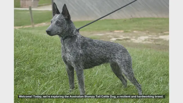 Video thumbnail for Common Health Issues in Australian Stumpy Tail Cattle Dogs