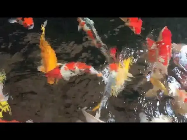 Video thumbnail for Koi Fish Pectoral Fins: Key to Competition Success