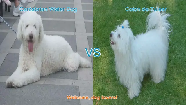 Video thumbnail for Dog Breed Comparison: Cantabrian Water Dog vs. Coton de Tulear