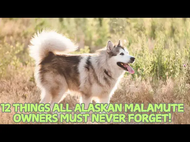 Video thumbnail for 12 Things All Alaskan Malamute Owners Must Never Forget! ❄️🐕