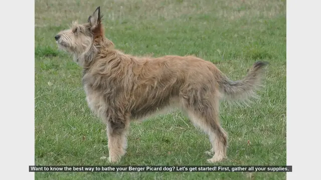 Video thumbnail for How to Bathe Your Berger Picard: Step-by-Step Guide