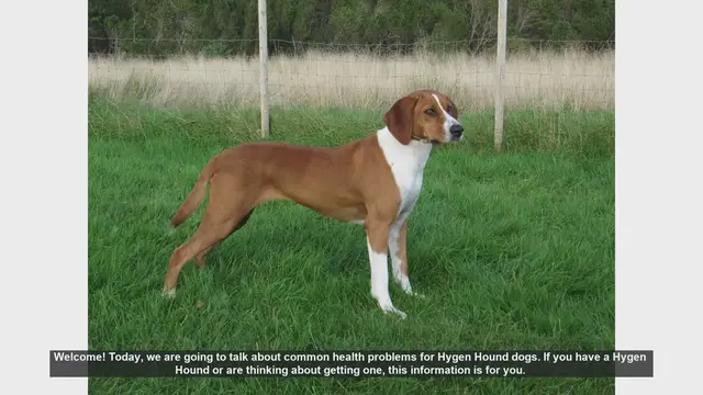 Video thumbnail for Common Health Problems in Hygen Hound Dogs: What You Need to Know