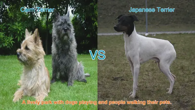 Video thumbnail for Exploring Cairn Terrier and Japanese Terrier: Origins, Characteristics, and Care