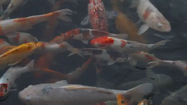 Video thumbnail for Balanced Growth in Mixed Koi Populations: Essential Care Tips
