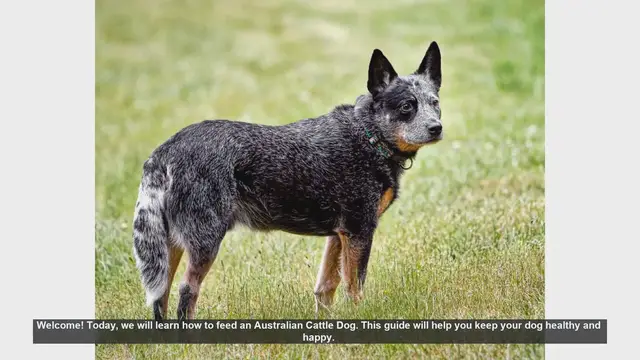 Video thumbnail for How to Feed Your Australian Cattle Dog: A Complete Guide