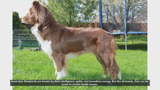 Video thumbnail for Common Health Issues in Australian Shepherds and How to Manage Them