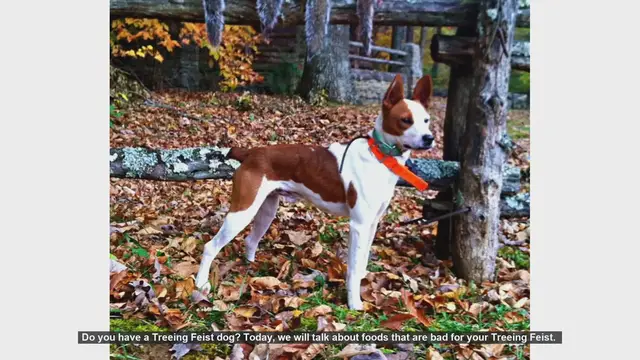 Video thumbnail for Dangerous Foods for Your Treeing Feist: What to Avoid