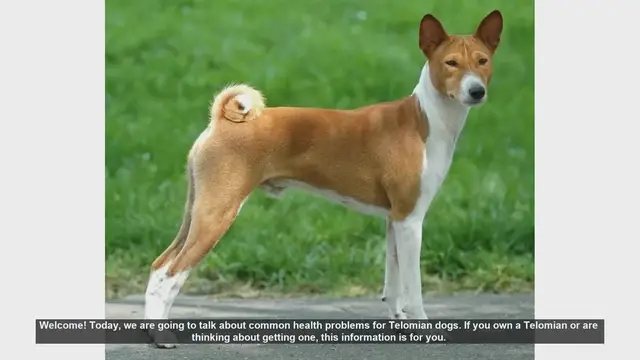 Video thumbnail for Common Health Problems in Telomian Dogs: What You Need to Know