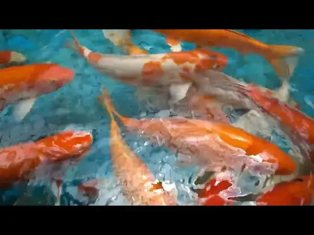 Video thumbnail for Koi Fish Competitions: Why Size Matters