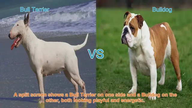Video thumbnail for Bull Terrier vs. Bulldog: A Comprehensive Comparison