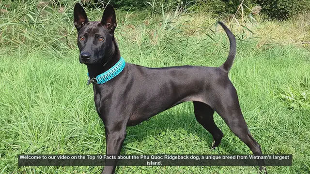 Video thumbnail for Top 10 Fascinating Facts About the Phu Quoc Ridgeback Dog