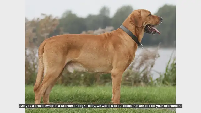 Video thumbnail for Dangerous Foods for Your Broholmer: Keep Your Dog Safe!