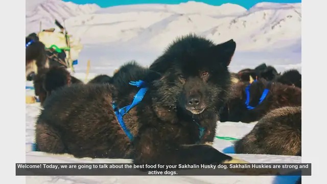 Video thumbnail for Best Food for Your Sakhalin Husky: Tips for a Healthy Diet