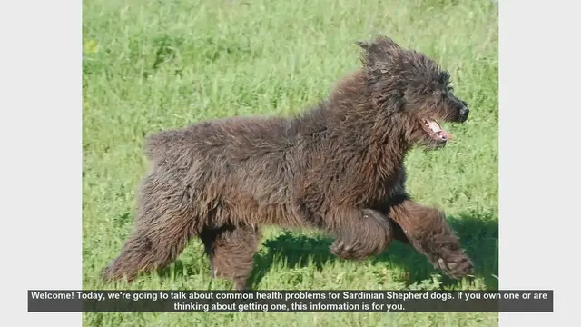 Video thumbnail for Common Health Problems in Sardinian Shepherd Dogs