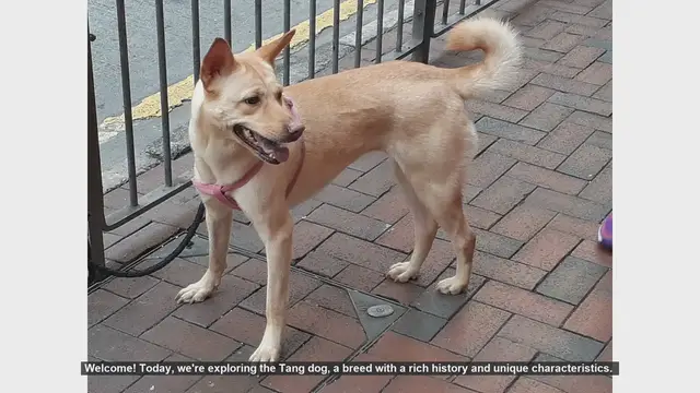 Video thumbnail for Top 10 Fascinating Facts About the Tang Dog (Tibetan Mastiff)