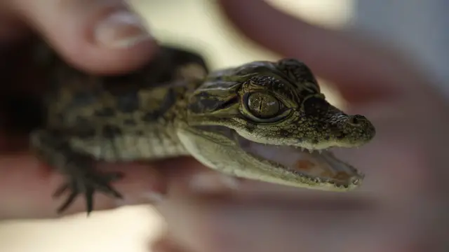 Video thumbnail for Genesis Nature Park auf Tobago