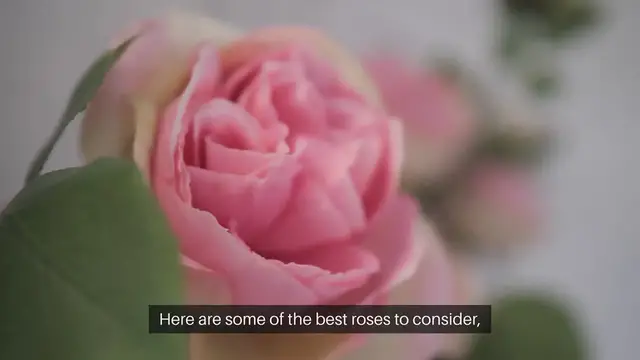 Video thumbnail for Best Roses For Your Home Garden