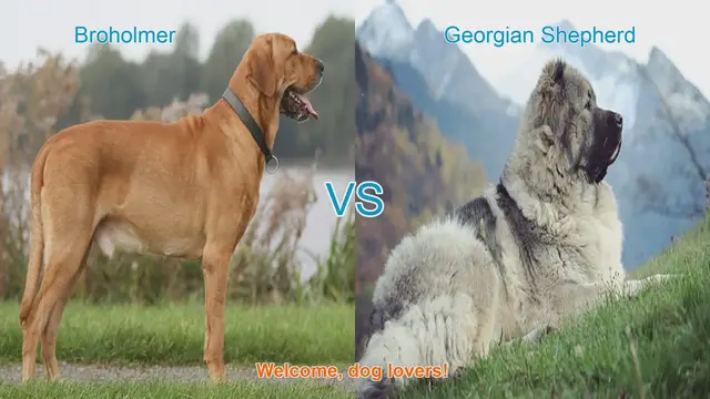 Video thumbnail for Broholmer vs. Georgian Shepherd: A Comparison of Two Unique Dog Breeds