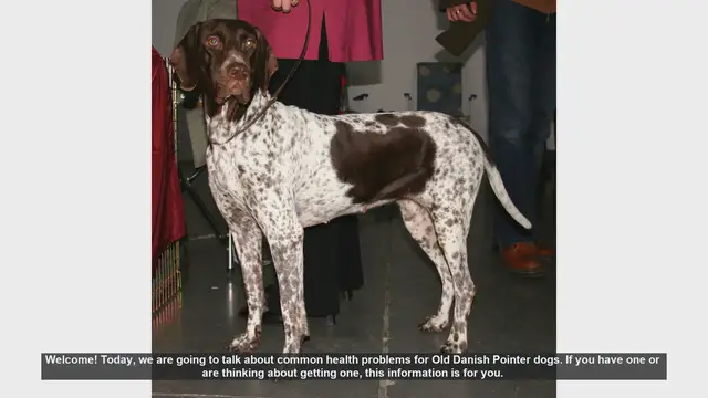 Video thumbnail for Common Health Problems in Old Danish Pointer Dogs