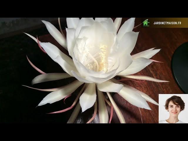 Video thumbnail for Tout savoir sur l'epiphyllum oxypetalum