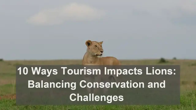 Video thumbnail for 10 Ways Tourism Impacts Lions: Balancing Conservation and Challenges