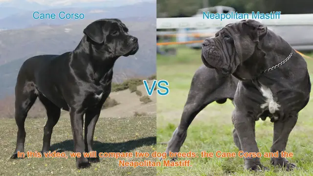 Video thumbnail for Cane Corso vs. Neapolitan Mastiff: A Comparison of Two Powerful Dog Breeds