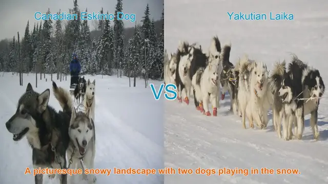 Video thumbnail for Exploring the Canadian Eskimo Dog and Yakutian Laika: Origins, Traits, and Temperament