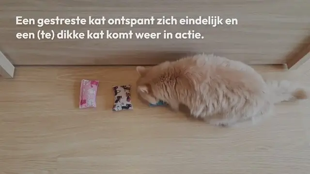 'Video thumbnail for snuffelzakjes kat met catnip – een rustgevende geur voor katten'