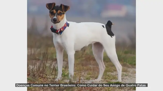 'Video thumbnail for Doenças Comuns no Terrier Brasileiro: Como Cuidar do Seu Amigo de Quatro Patas'