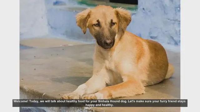 Video thumbnail for Healthy Food Tips for Your Sinhala Hound Dog