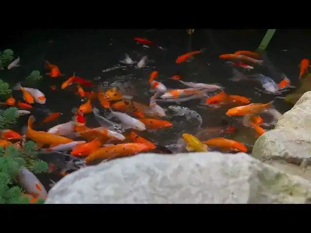 Video thumbnail for Spotting Winter Stress in Koi Fish: Essential Tips for Pond Owners