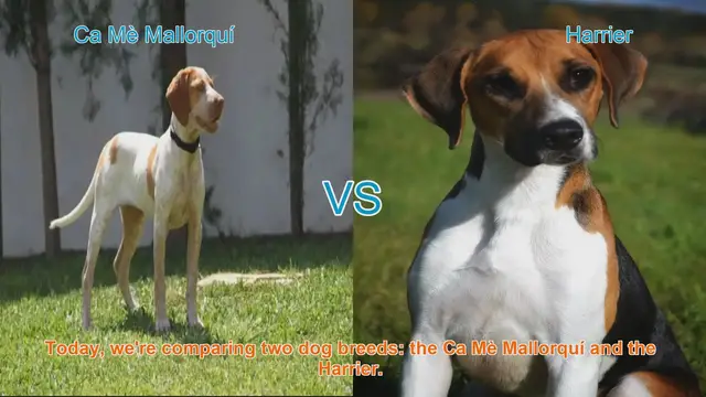 Video thumbnail for Dog Breed Comparison: Ca Mè Mallorquí vs. Harrier