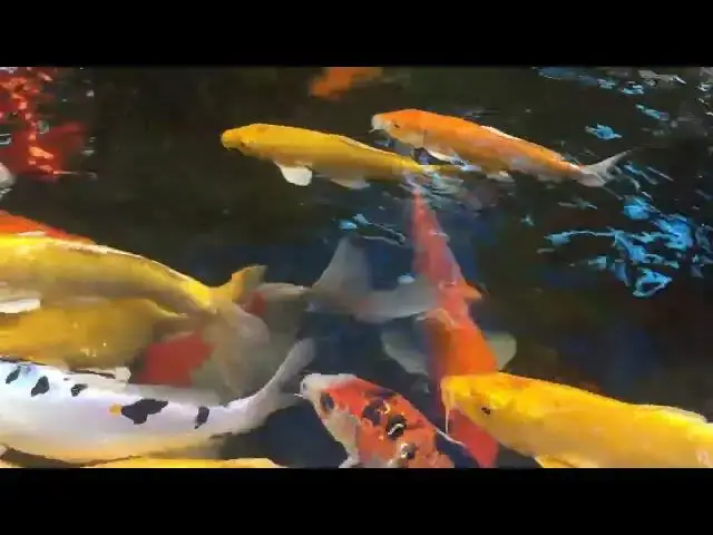 Video thumbnail for Koi Fish Reproduction: From Spawning to Fry