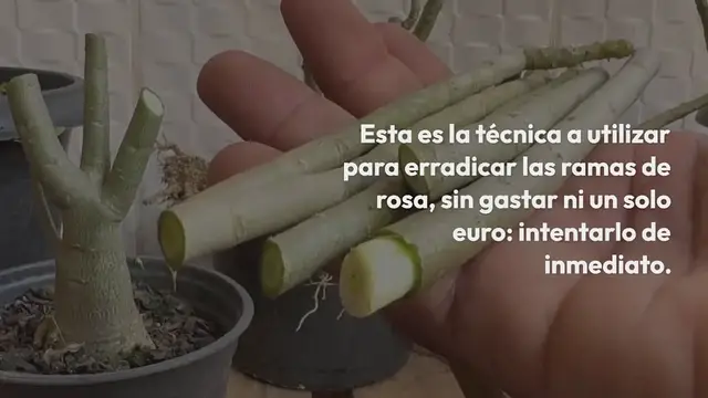 'Video thumbnail for La única técnica para arrancar ramas de rosa sin gastar ni 1 euro'