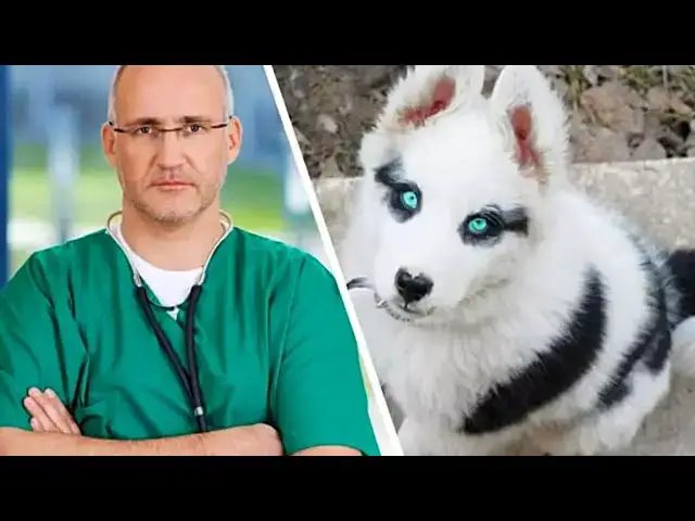 Video thumbnail for Lost Puppy Found In Woman’s Garden – She Is Surprised When She Picks It Up