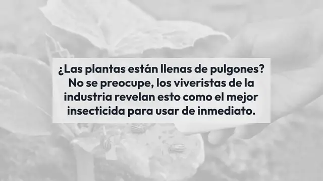 Video thumbnail for Si tu propósito es eliminar los pulgones de las plantas este es el mejor insecticida
