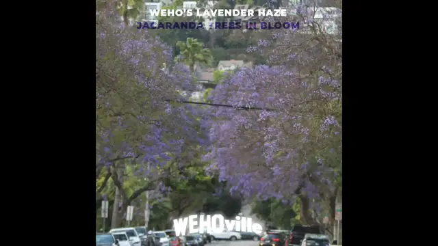 'Video thumbnail for Jacarandas: West Hollywood's Lavender Haze'