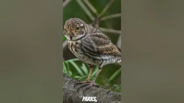 Video thumbnail for Lehigh Acres Unveiled: Exploring Florida's Hidden Gem