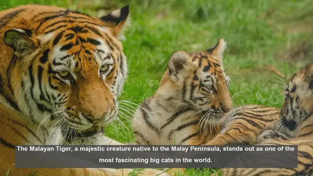 Video thumbnail for 10 Unique Features of the Malayan Tiger