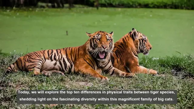 Video thumbnail for 10 Key Physical Differences Between Tiger Species
