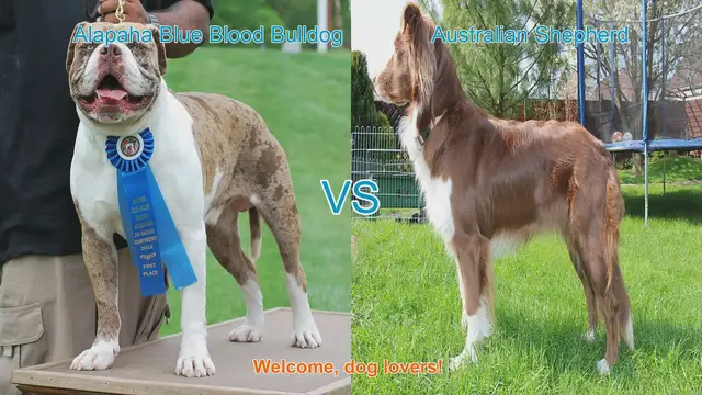 Video thumbnail for Alapaha Blue Blood Bulldog vs. Australian Shepherd: A Breed Comparison