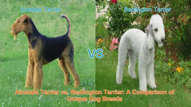 Video thumbnail for Airedale Terrier vs. Bedlington Terrier: A Comparison of Unique Dog Breeds