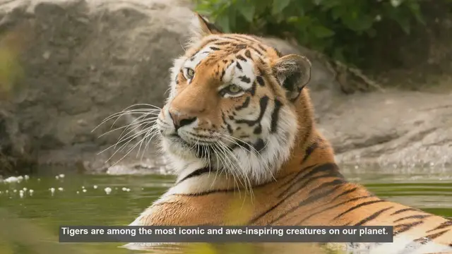 Video thumbnail for 10 Key Differences Between Tiger Subspecies