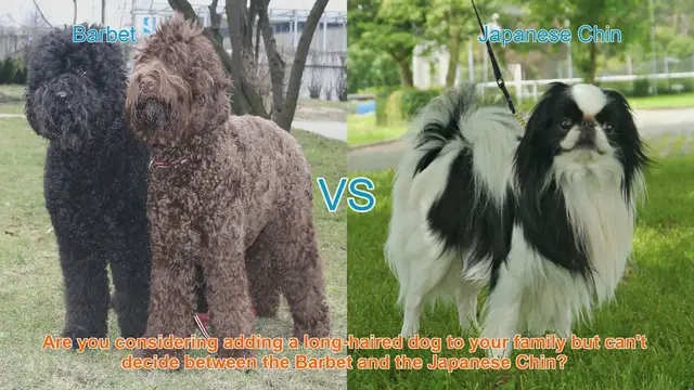 Video thumbnail for Barbet vs. Japanese Chin: Choosing the Right Long-Haired Dog Breed