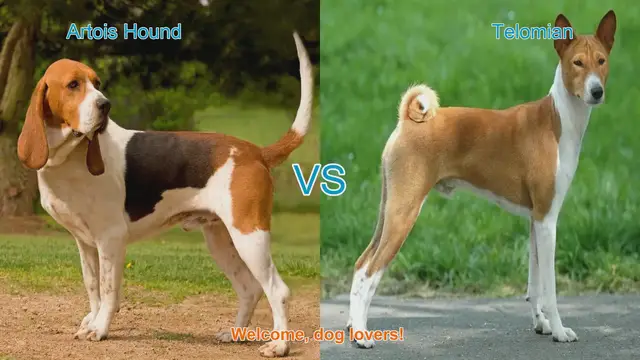 Video thumbnail for Artois Hound vs. Telomian: A Comparison of Unique Dog Breeds