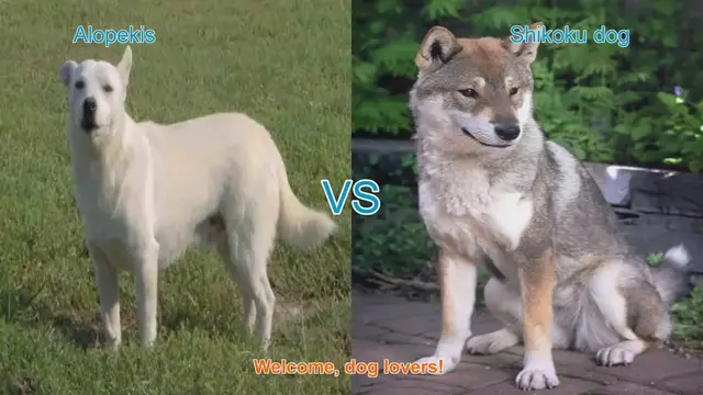 Video thumbnail for Alopekis vs. Shikoku Dog: Breed Comparison Guide