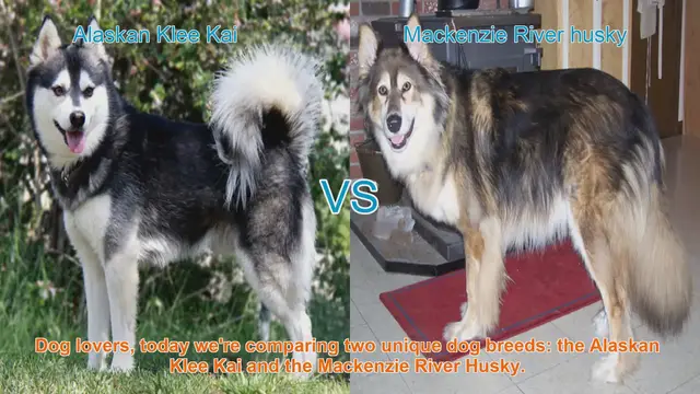 Video thumbnail for Alaskan Klee Kai VS Mackenzie River husky
