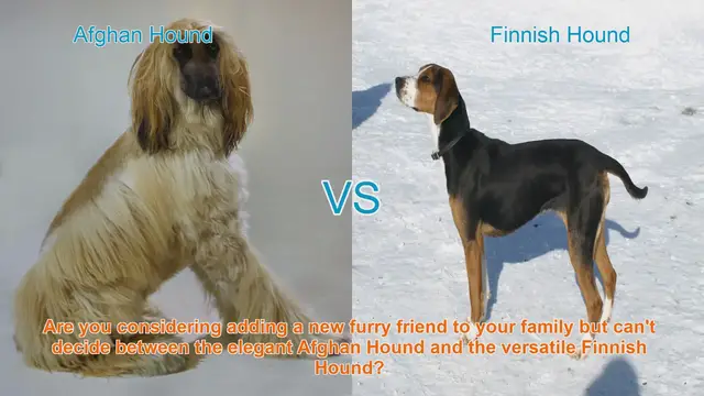 Video thumbnail for Afghan Hound vs. Finnish Hound: A Breed Comparison Guide